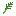 dill