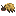 insect