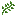 oregano