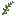 thyme